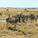 NAM OSHI Etosha 2016NOV27 074 : 2016, 2016 - African Adventures, Africa, Date, Etosha National Park, Month, Namibia, November, Oshikoto, Places, Southern, Trips, Year